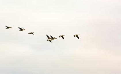 A photograph of a flock of birds flying together.