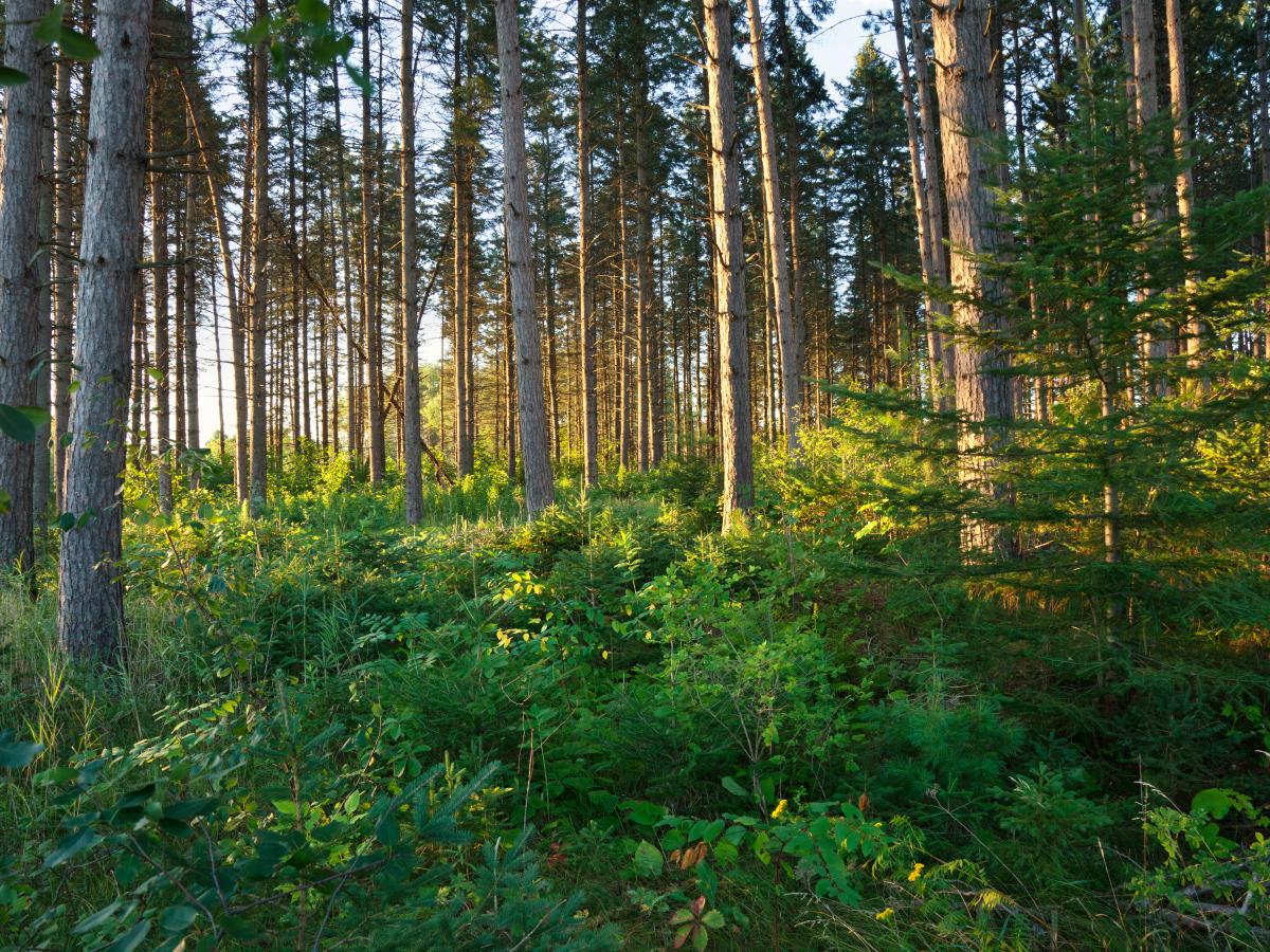Northern MN Forest