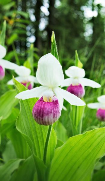White and pink flowers