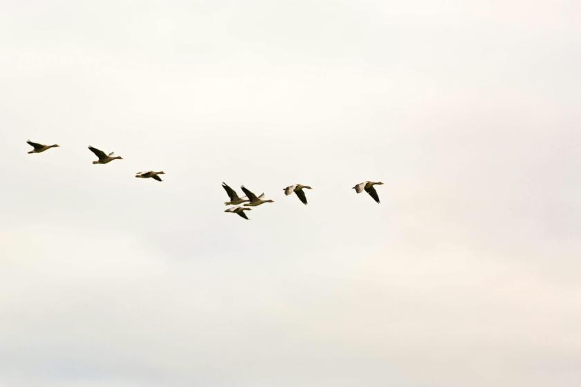 A photograph of a flock of birds flying together.